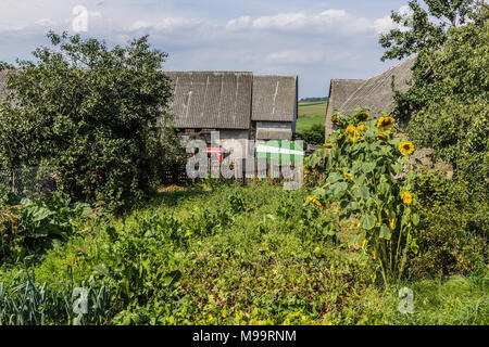 Gemüsegarten, Sonnenblumen, Obstbäume, landwirtschaftliche Maschinen und Stein Scheunen unter Schieferdächer. Ende des Sommers im Hof. Podlasien, Polen. Stockfoto