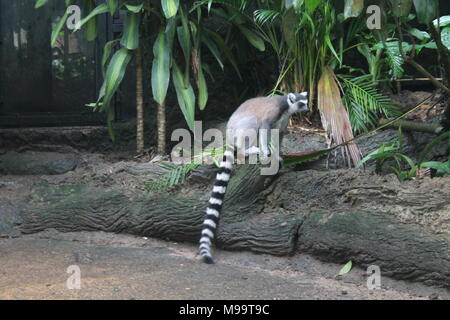 Wandern lemur auf dem Boden Singapur Zoo isoliert Stockfoto