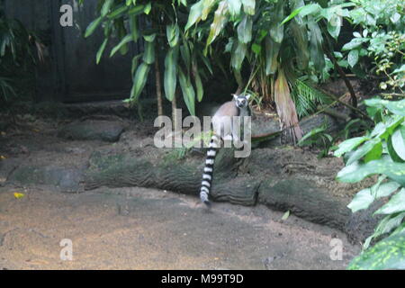 Wandern lemur auf dem Boden Singapur Zoo isoliert Stockfoto