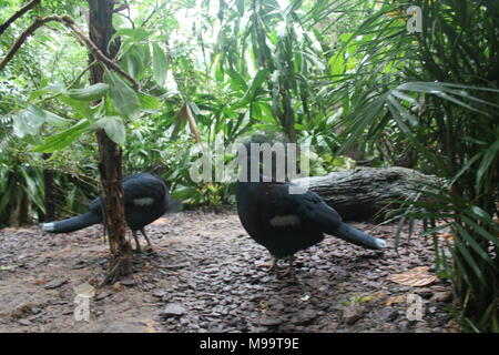 Blue Bird in Singapur Zoo Tier Hintergrund Stockfoto