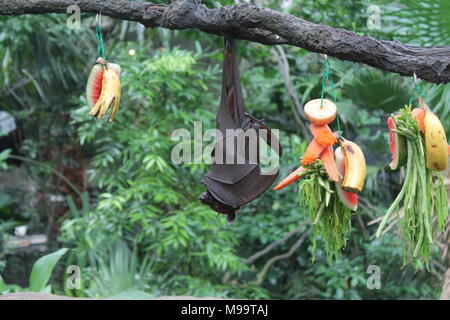 Fruitbat kopfüber auf ein Stück Holz auf grünem Hintergrund Stockfoto