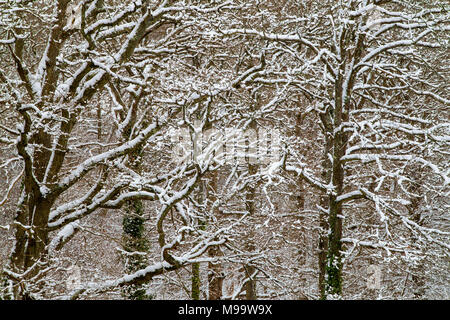 Schnee, der Äste im New Forest National Park Stockfoto