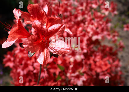 Royal azalea vibrant mit roter Farbe an einem sonnigen Tag im Bild von anderen Azalea im Hintergrund, ist etwas konzentriert Stockfoto