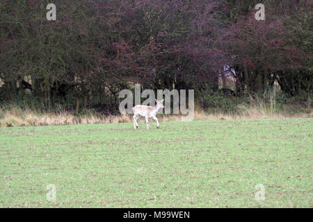 Diese Serie von Bildern sind eine wilde Herde Damhirsche leben in Warwickshire. Obwohl Nummerierung über hundert Sie sind selten zu sehen, die von den meisten Leuten Stockfoto