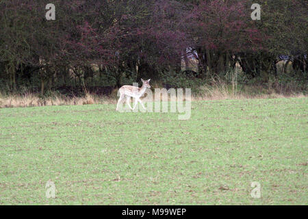 Diese Serie von Bildern sind eine wilde Herde Damhirsche leben in Warwickshire. Obwohl Nummerierung über hundert Sie sind selten zu sehen, die von den meisten Leuten Stockfoto