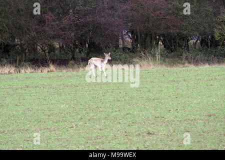 Diese Serie von Bildern sind eine wilde Herde Damhirsche leben in Warwickshire. Obwohl Nummerierung über hundert Sie sind selten zu sehen, die von den meisten Leuten Stockfoto