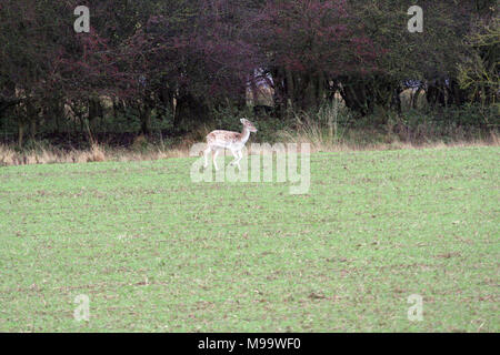 Diese Serie von Bildern sind eine wilde Herde Damhirsche leben in Warwickshire. Obwohl Nummerierung über hundert Sie sind selten zu sehen, die von den meisten Leuten Stockfoto