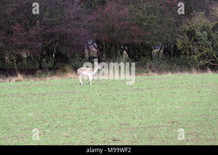 Diese Serie von Bildern sind eine wilde Herde Damhirsche leben in Warwickshire. Obwohl Nummerierung über hundert Sie sind selten zu sehen, die von den meisten Leuten Stockfoto