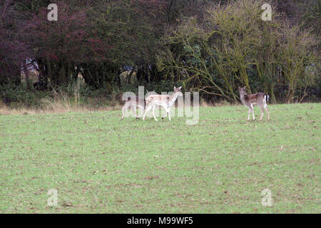 Diese Serie von Bildern sind eine wilde Herde Damhirsche leben in Warwickshire. Obwohl Nummerierung über hundert Sie sind selten zu sehen, die von den meisten Leuten Stockfoto