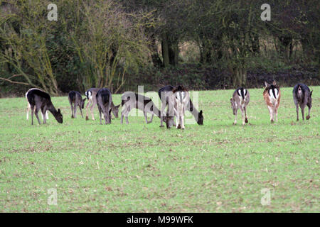 Diese Serie von Bildern sind eine wilde Herde Damhirsche leben in Warwickshire. Obwohl Nummerierung über hundert Sie sind selten zu sehen, die von den meisten Leuten Stockfoto