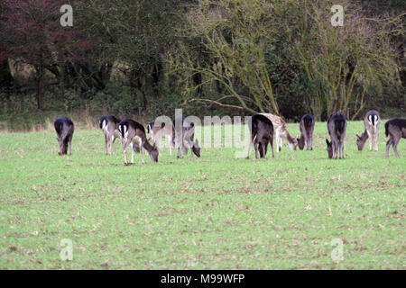 Diese Serie von Bildern sind eine wilde Herde Damhirsche leben in Warwickshire. Obwohl Nummerierung über hundert Sie sind selten zu sehen, die von den meisten Leuten Stockfoto