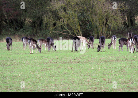 Diese Serie von Bildern sind eine wilde Herde Damhirsche leben in Warwickshire. Obwohl Nummerierung über hundert Sie sind selten zu sehen, die von den meisten Leuten Stockfoto