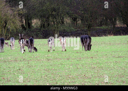 Diese Serie von Bildern sind eine wilde Herde Damhirsche leben in Warwickshire. Obwohl Nummerierung über hundert Sie sind selten zu sehen, die von den meisten Leuten Stockfoto