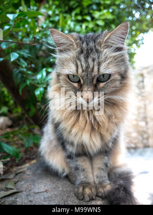 Nahaufnahme Foto von Erwachsenen lange Haare tabby farbige Katze mit orange Töne für die Kamera auf eine konkrete Stützmauer mit verschwommenen Hintergrund posiert. Stockfoto