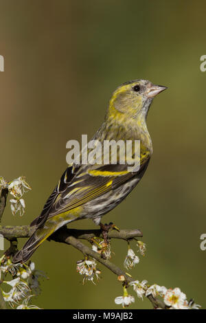 Siskin thront auf weißdorn Stockfoto