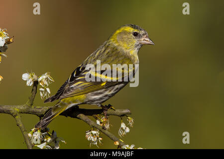 Siskin thront auf weißdorn Stockfoto