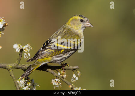 Siskin thront auf weißdorn Stockfoto