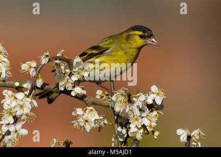 Siskin thront auf weißdorn Stockfoto