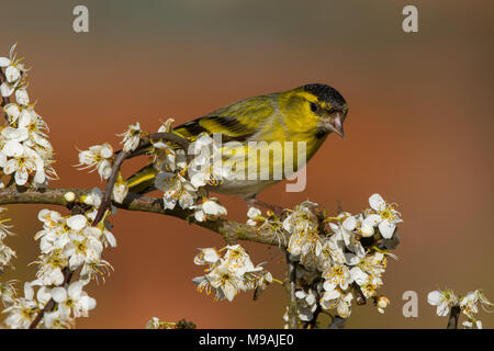 Siskin thront auf weißdorn Stockfoto