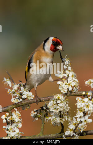 Europäische Stieglitz an blühenden Weißdorn gehockt Stockfoto