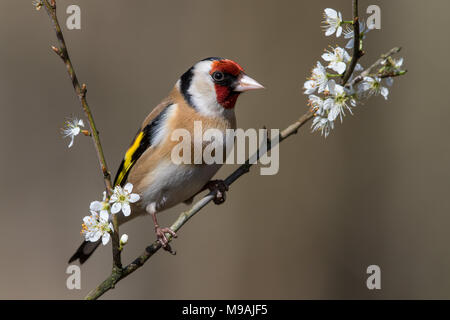 Europäische Stieglitz an blühenden Weißdorn gehockt Stockfoto