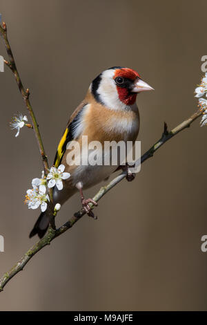 Europäische Stieglitz an blühenden Weißdorn gehockt Stockfoto