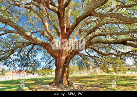 Riesige alte Korkeiche (Quercus suber L) Stockfoto