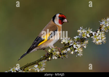 Europäische Stieglitz an blühenden Weißdorn gehockt Stockfoto