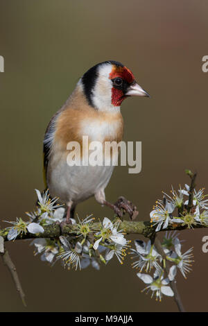 Europäische Stieglitz an blühenden Weißdorn gehockt Stockfoto