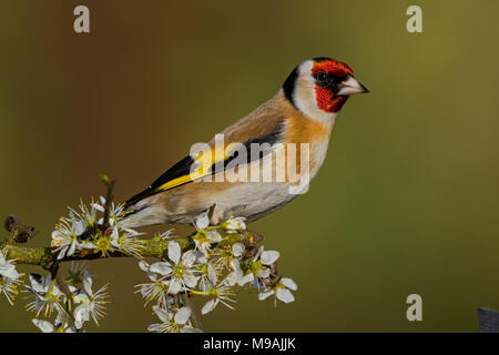 Europäische Stieglitz an blühenden Weißdorn gehockt Stockfoto