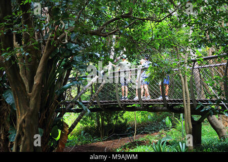 Die hundertjährigen Baum Canopy Walkway, in den Kirstenbosch National Botanic Gardens, Kapstadt, Südafrika Stockfoto
