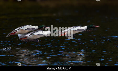 Gänsesäger Gruppe von Drei Männer im Flug Stockfoto