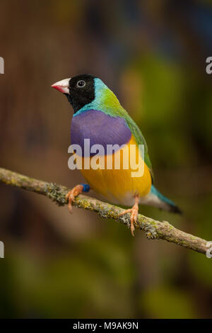 Schwarze Leitung Gouldian Finch erwachsenen männlichen anzeigen Stockfoto