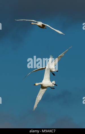 Bewicks Schwäne fliegen und in der Luft Schlacht ein Stockfoto