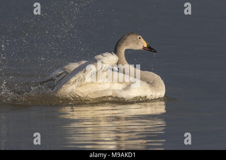 Bewicks Swan Kinder baden Stockfoto