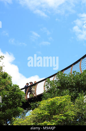 Die hundertjährigen Baum Canopy Walkway, in den Kirstenbosch National Botanic Gardens, Kapstadt, Südafrika Stockfoto