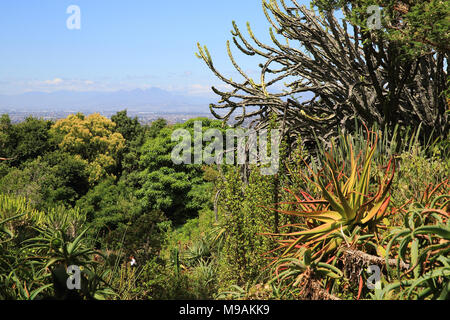 Die aloen und Sukkulenten von Mathews Steingarten, im Botanischen Garten Kirstenbosch, Kapstadt, Südafrika Stockfoto