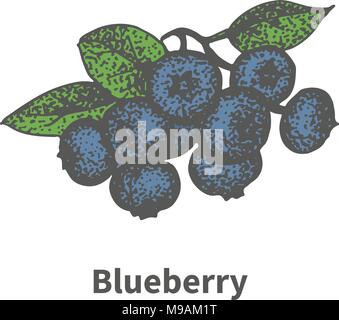 Vektor handgezeichnete Bündel reif Blaue blueberry Stock Vektor