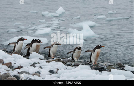 Eine kleine Gruppe von Gentoo Penguins entlang eine Küstenlinie in der Antarktis Stockfoto