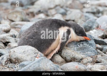 Ein Gentoo Penguin (Pygoscelis papua) Küken mit einem Stein als Kopfkissen in der Antarktis Stockfoto