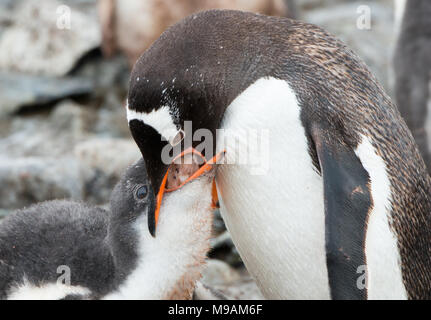 Ein Gentoo Pinguin feeds ihre hungrigen Küken in der Antarktis Stockfoto