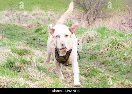 Schöne gerettet Golden Labrador buster Spaziergänge genießen. Stockfoto