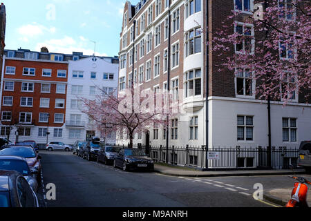 Wheatley Street - London W1 Baum in Blüte - März Stockfoto