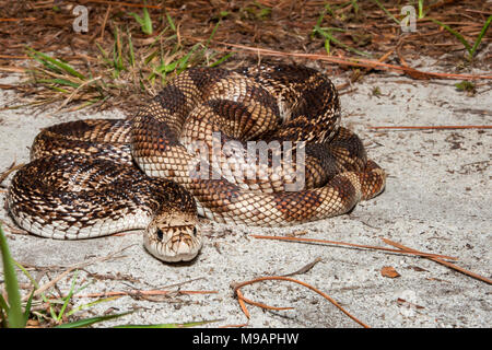 Florida Pine Snake (Pituophis Melanoleucus Mugitus) Stockfoto