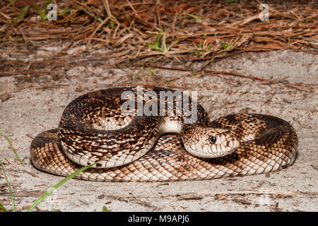 Florida Pine Snake (Pituophis Melanoleucus Mugitus) Stockfoto