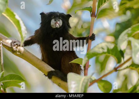 Eine kleine saddleback Tamarin (Saguinus fuscicollis) sitzen auf dem Baum am Rande des Waldes. Stockfoto