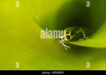 Ein Mimic Pfeilgiftfrosch (Ranitomeya Imitator) in eine Bromelie im peruanischen Dschungel. Stockfoto