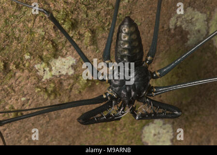 Eine schwanzlose Peitsche scorpion aus Peru, diese wirbellose Tiere furchterregend aussehen, sind eigentlich völlig harmlos. Stockfoto