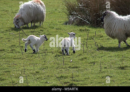 Frühjahr Lämmer und Mutterschafe oder Schafe auf einem Hügel in Irland Stockfoto