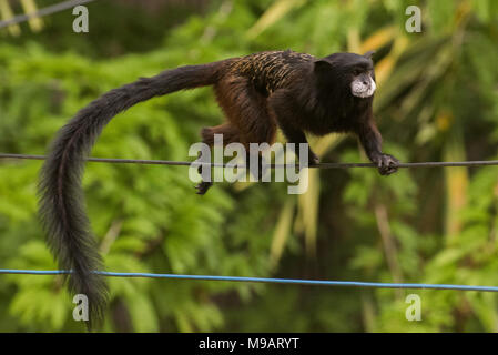 Ein saddleback Tamarin (Saguinus fuscicollis) aus Peru, diese kleine Affen oft gesehen werden, die sich in Gruppen durch die Bäume. Stockfoto